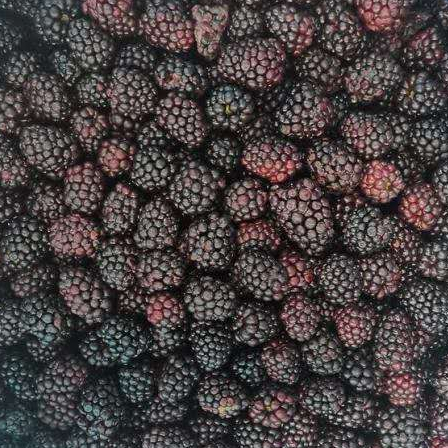 frozen blackberry fruits