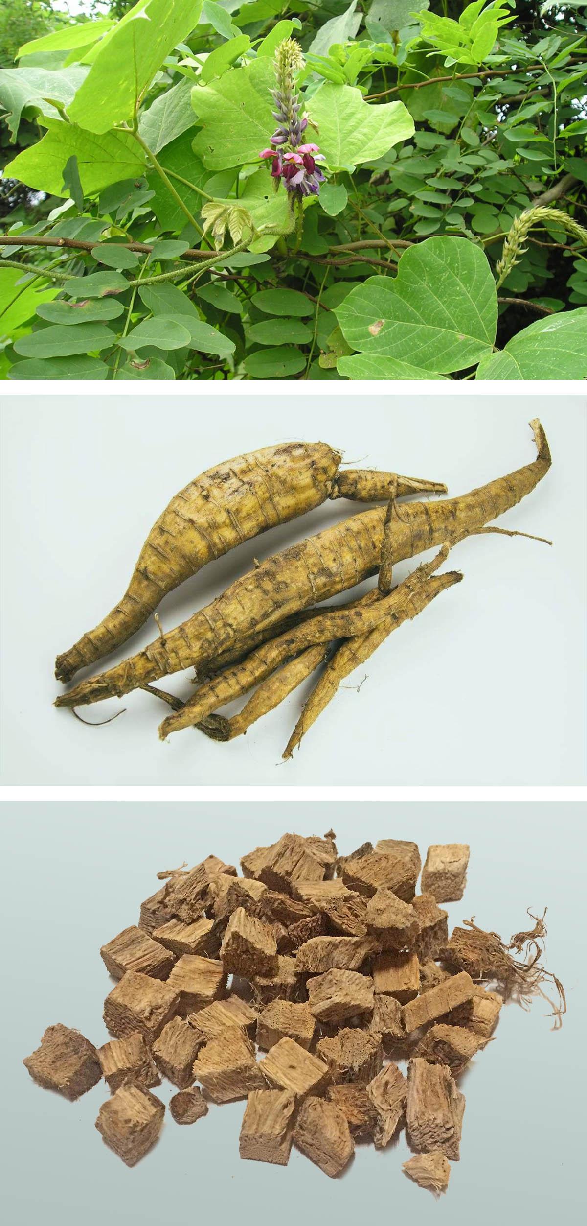 Bulk Pueraria Lobata Extract Powder, Kudzu Root Extract