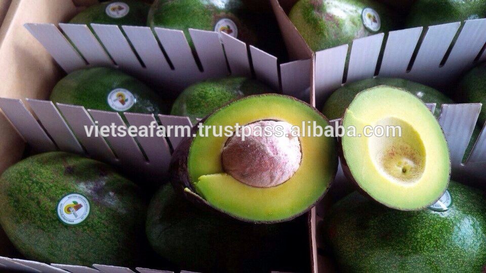 Vietnam Fresh Avocado  Fruits For Export This Year