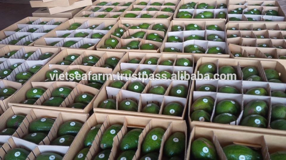 Vietnam Fresh Avocado  Fruits For Export This Year