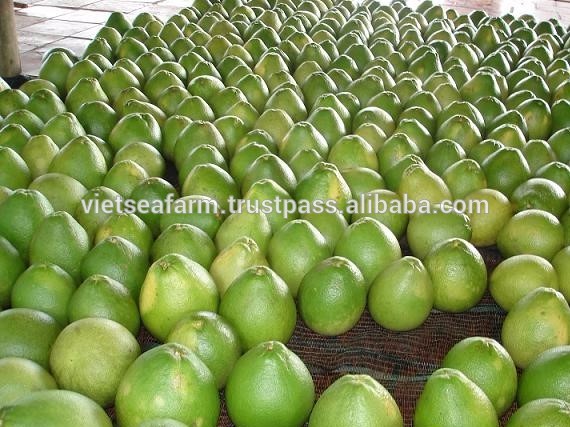 Grade A Fresh Pomelo for Export