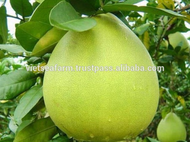 Fresh Grapefruit/ Pomelo with Most Competitive Price