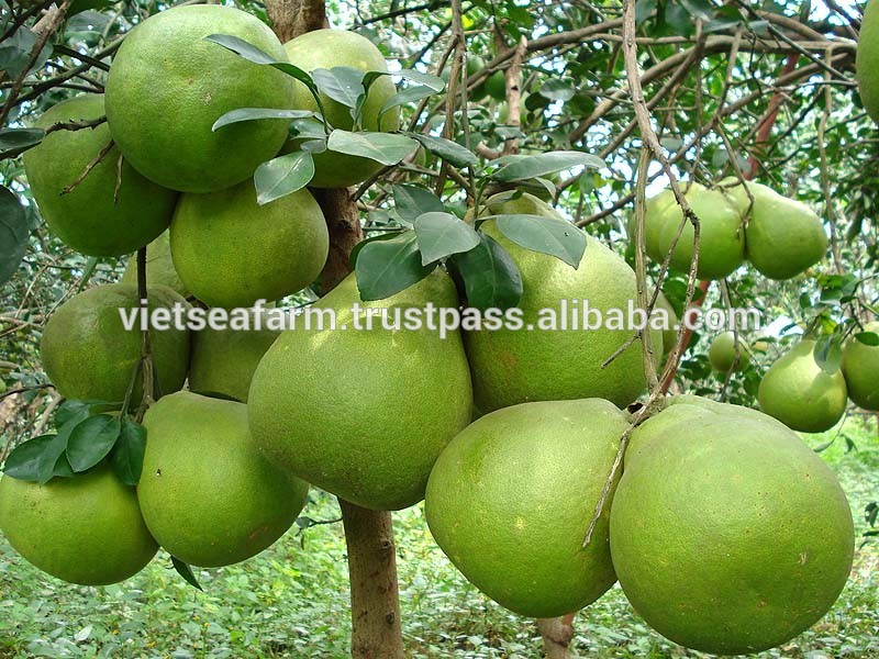fresh Pomelo - THE BEST PRICE in VIETNAM