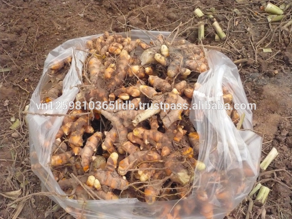 *VIETNAM* 100% Natural High Quality Fresh Turmeric For Export