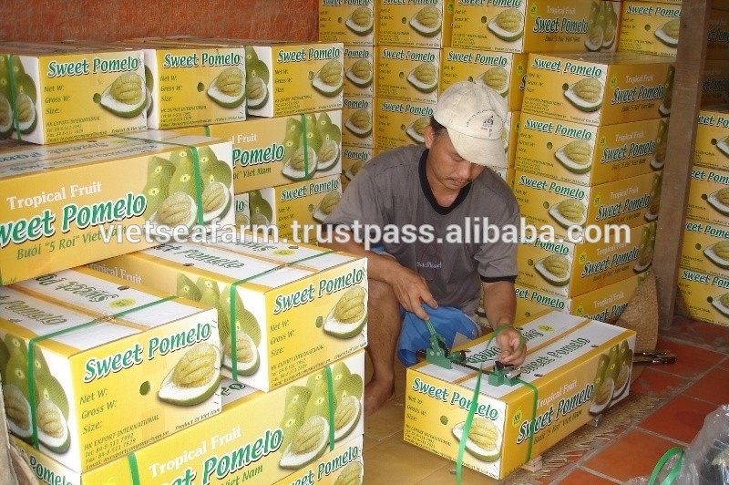 Fresh Green/Yellow Sweet Pomelo with the Best Price