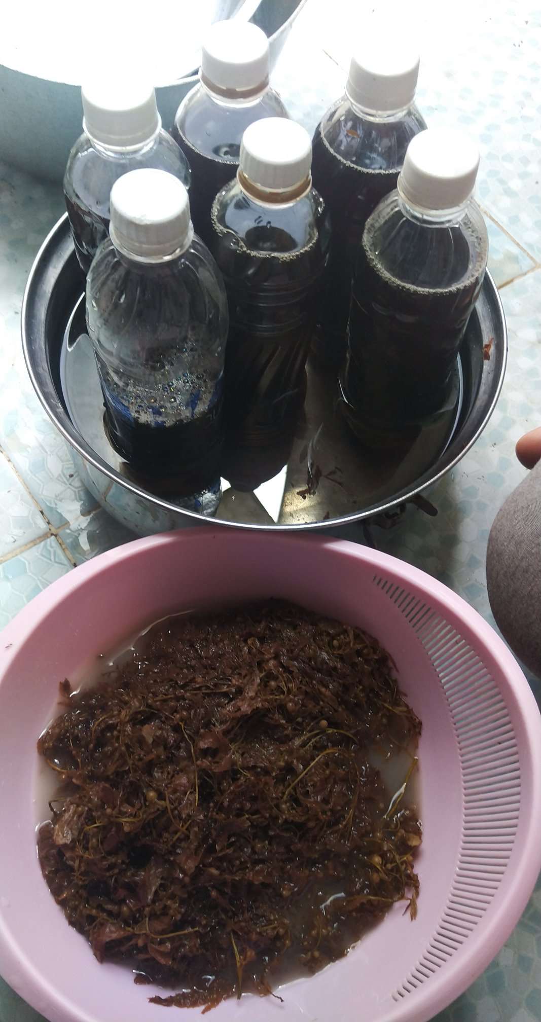 Dried Sargassum  from Vietnam for export 2020