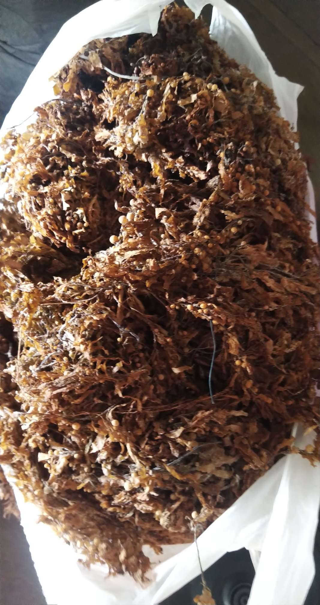Dried Sargassum  from Vietnam for export 2020
