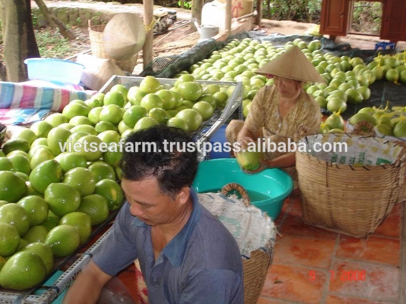Fresh Green/Yellow Sweet Pomelo origin in Vietnam