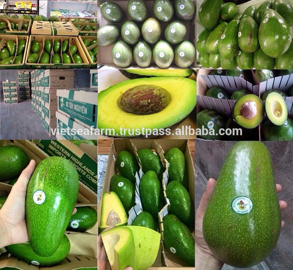 Vietnam Fresh Avocado Fruits For Export This Year,Vietnam price ...