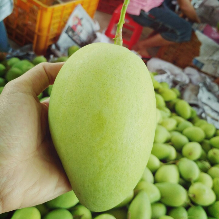 Vietnam  Cat Chu Green Mango (2kg)