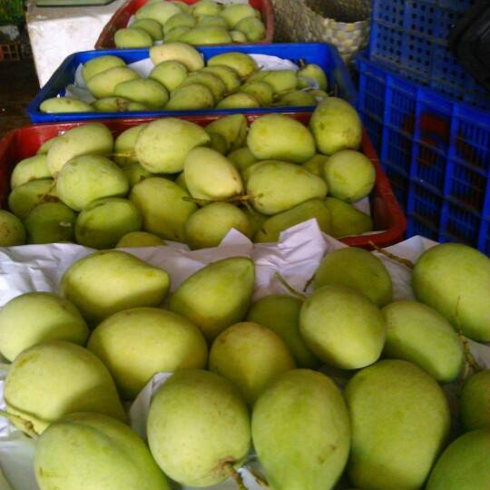 THE BEST MANGO FROM VIETNAM FOR EXPORT,Vietnam price supplier - 21food