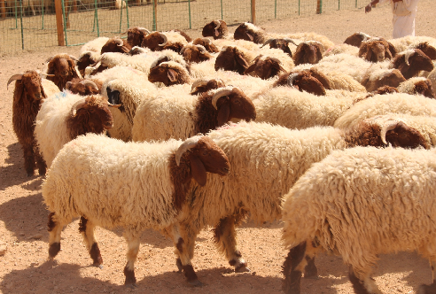 Naimi sheep,cow,camel,sheep,goat,ox,bull