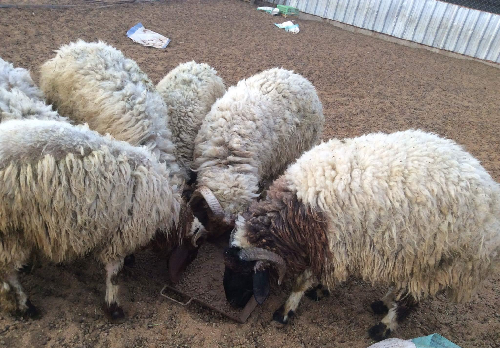 Naimi sheep,cow,camel,sheep,goat,ox,bull,Oman price supplier - 21food