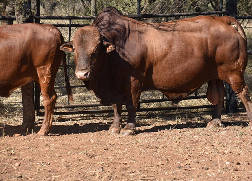 Afrikaner oxes bulls,Oman price supplier - 21food