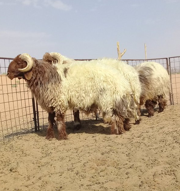 Naimi sheep,cow,camel,sheep,goat,ox,bull,Oman price supplier - 21food