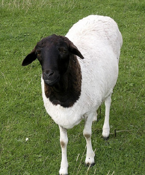 Dorper sheep,cows,camels,sheep,goats,ox,bull,Oman price supplier - 21food