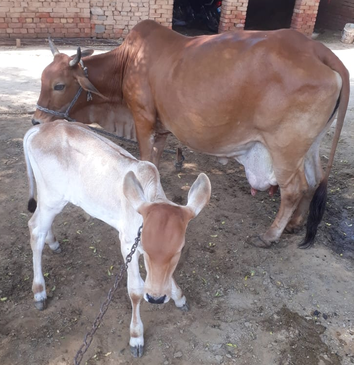 Sahiwal cows livestock cattle Oman price supplier 21food