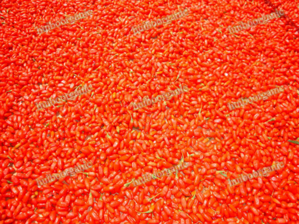 Organic goji berry powder /bulk goji berries powder