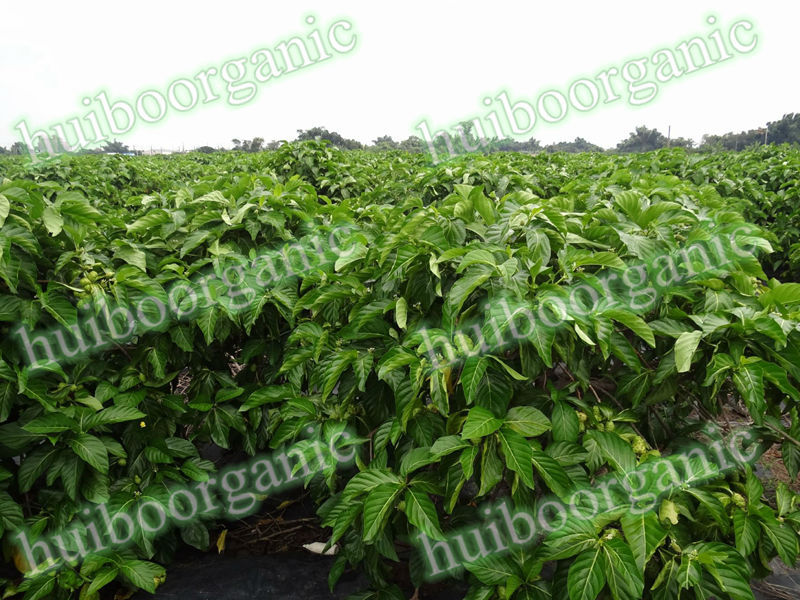 Noni juice powder / Noni Fruit Powder / noni extract