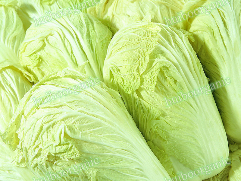 Freeze Dried Chinese cabbage powder / watersoluble Chinese cabbage