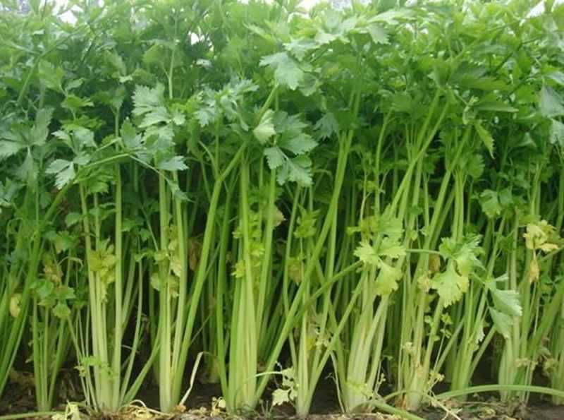 wholesale dried celery powder bulk