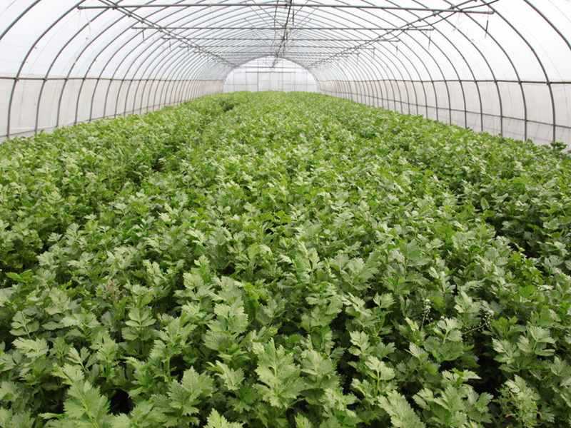 wholesale dried celery powder bulk