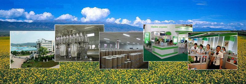 wholesale dried celery powder bulk