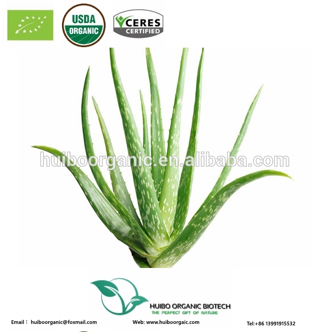 Aloe Vera Extract Aloe Vera Gel Bulkchina Price Supplier 21food 1420