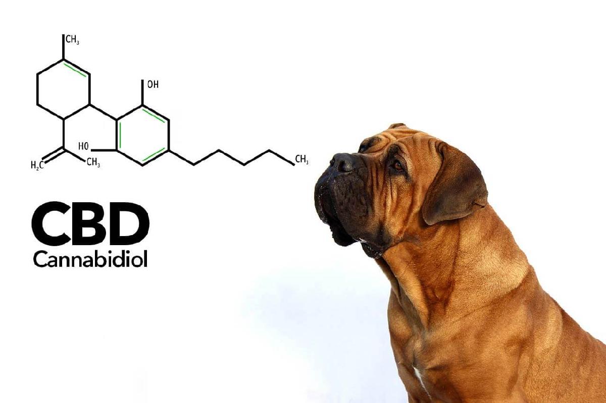 Organical tasty hemp drops for dogs CBD pets oil with Vitamin A&E and Omega3,6&9
