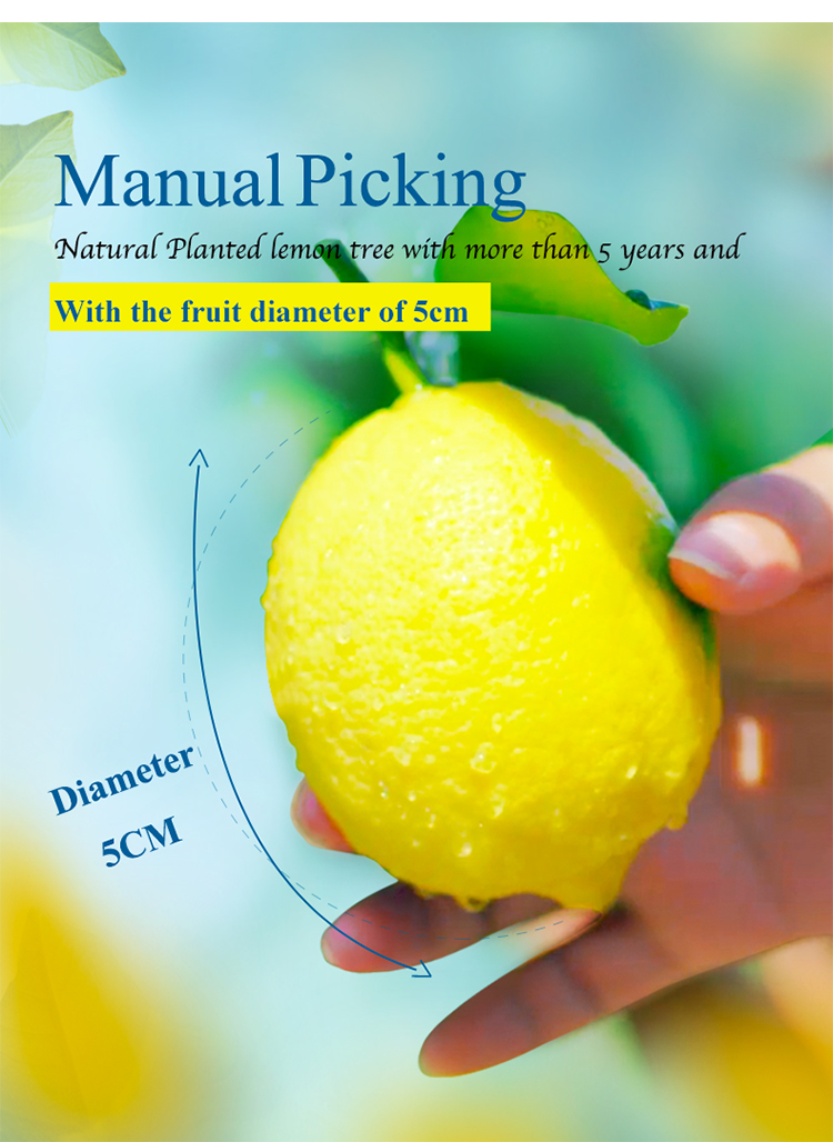 Wholesale Crispy Natural Dehydrated Freeze Yellow Dried Lemon Slices For Free Sample