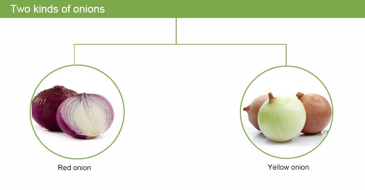 Round fresh red onions fresh cheap onion