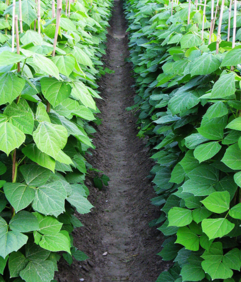 High Germination Yam Bean Seeds Jicama Seeds for planting