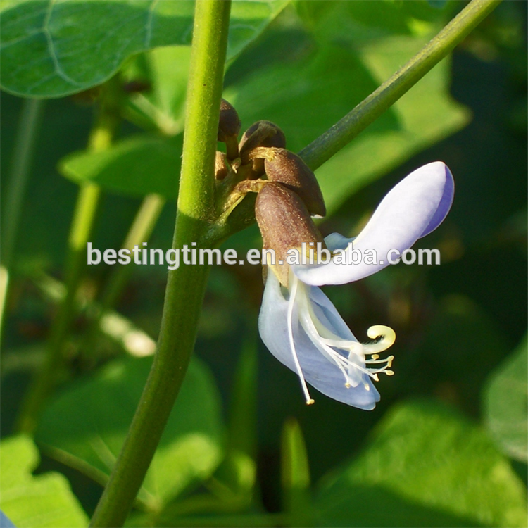 High Germination Yam Bean Seeds Jicama Seeds for planting