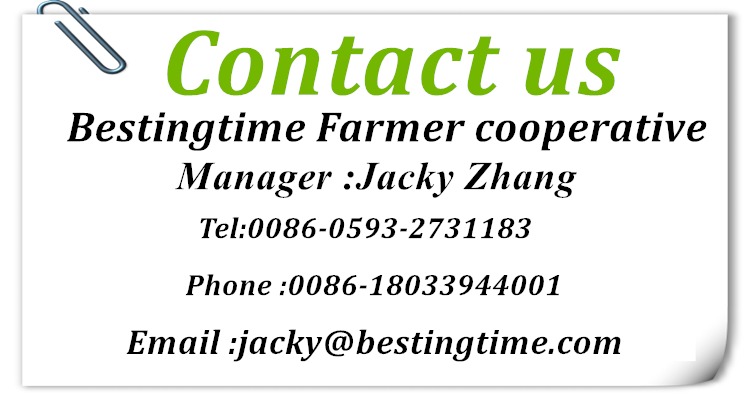 High Germination Yam Bean Seeds Jicama Seeds for planting