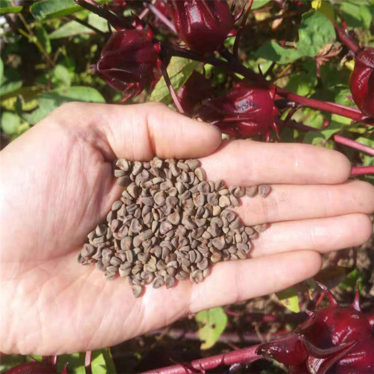 Fresh Roselle Seeds Hibiscus sabdariffa Seeds Luosheng Flower Seeds for ...