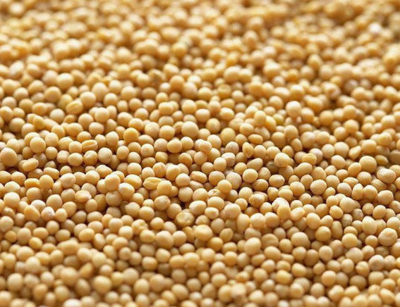 Chinese Leaf Mustard Seeds chinese mustard seeds for Microgreens,China ...