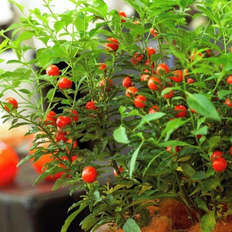 Factory Supply Solanum Pseudocapsicum/Jerusalem Cherry/Madeira Winter ...
