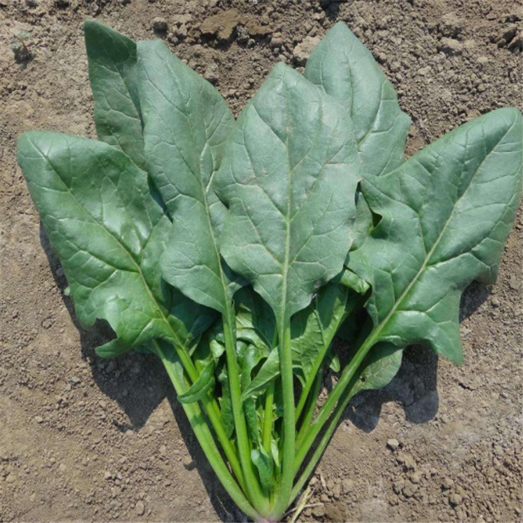 F1 hybrid spinach spinage seeds for growing