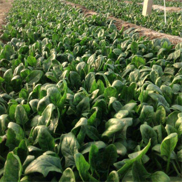 F1 hybrid spinach spinage seeds for growing