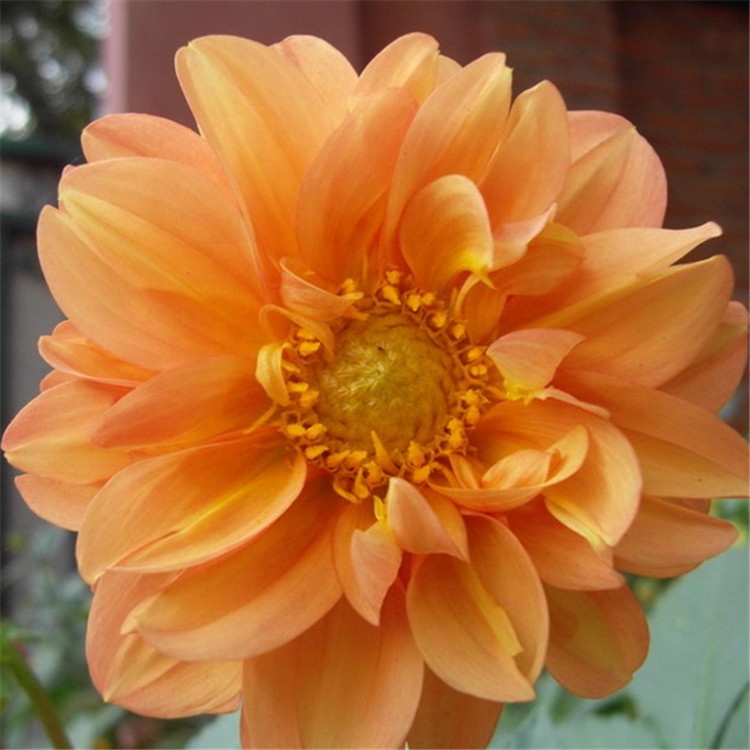 Xiaolihua Dwarf Dahlia seeds/Dahlia pinnata seeds/Dahlia hybrida seeds ...