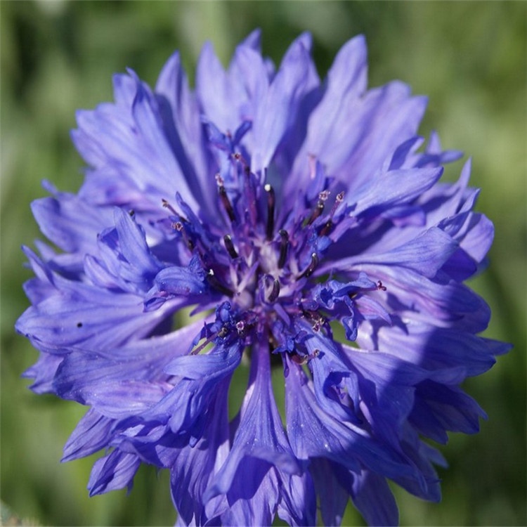 Shi che ju Centaurea cyanus seeds/Cornflower seeds/Bluebottle seeds for ...