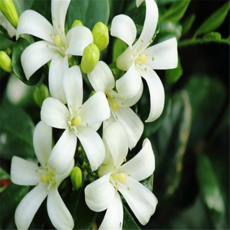 Bonsai tree seeds Murraya paniculata seeds/Murraya exotica seeds  with rich fragrance For growing