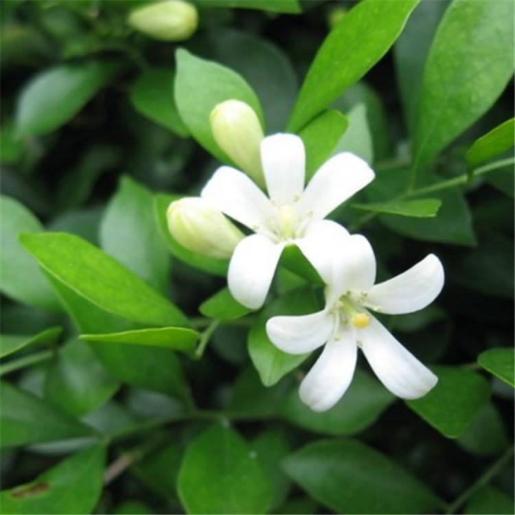 Bonsai tree seeds Murraya paniculata seeds/Murraya exotica seeds  with rich fragrance For growing