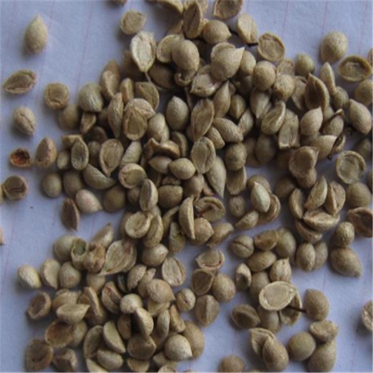 Bonsai tree seeds Murraya paniculata seeds/Murraya exotica seeds  with rich fragrance For growing