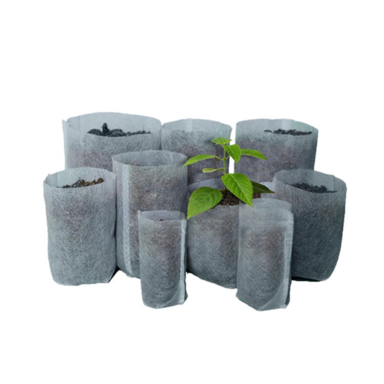 Bonsai tree seeds Murraya paniculata seeds/Murraya exotica seeds  with rich fragrance For growing