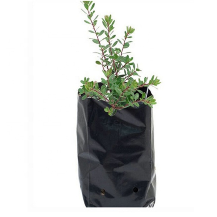 Bonsai tree seeds Murraya paniculata seeds/Murraya exotica seeds  with rich fragrance For growing