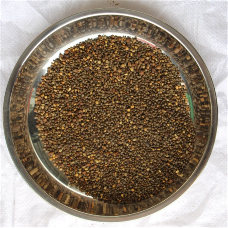 Pure Rhus chinensis seeds Poison sumac Seeds Rhus semialata seeds For ...