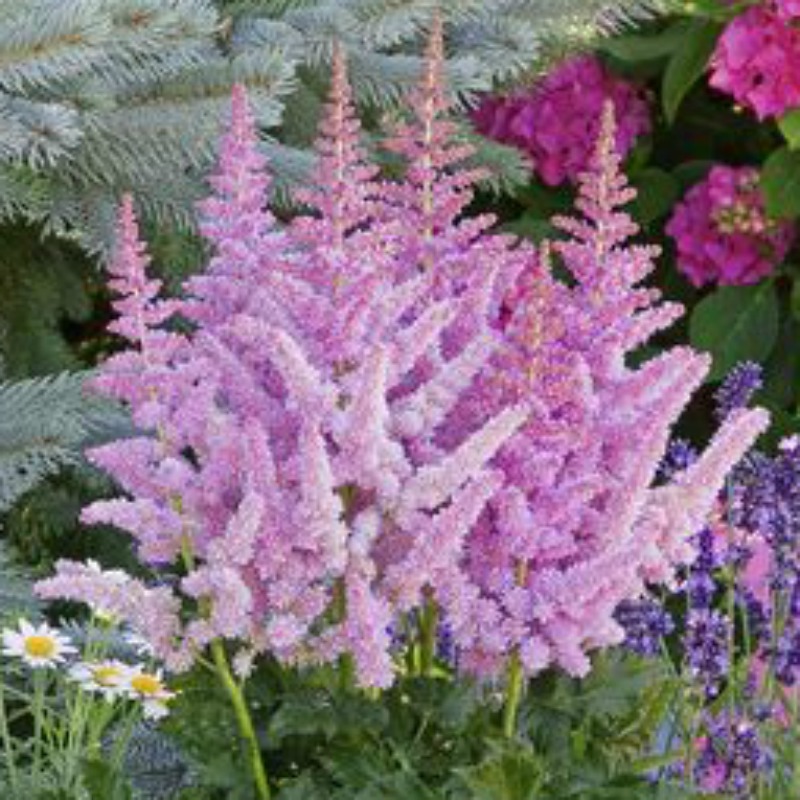 Factory Supply Cut Flower Seeds Astilbe Grandis Seeds for Planting ...