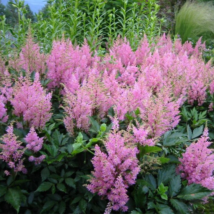 Factory Supply Cut Flower Seeds Astilbe Grandis Seeds For Planting 