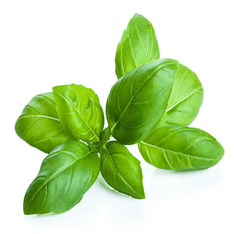 Wholesale High Quality Great Sweet Basil Seeds China price